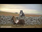 Moonwalking Pony Remake - Billie Jean - Horse - Three - The Pony - Funny #DancePonyDance