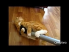 Cats Love Vacuum Cleaners Compilation - Gatos
