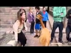 Funny Crazy Animals | Best Funny Animal Attacks on sexy girl