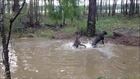 Kangaroo tries to drown dog