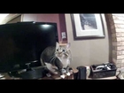 Cat Hears Mouse in the Wall | Dog Reacts to Favorite Song by Cake | Short Skirt Long Jacket