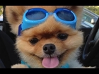Jiff The Pomeranian Dog The Cutest Internet Sensation Ever? Youtube Viral Video Puppy Dog Animal