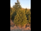 MM B  Cut A Christmas Tree Here For The Holidays In Bucks County