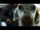 Dog Rescue Transport Kourtney by RickKennedyFilms