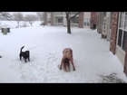 Hot Girl in Bikini doing Snow Burpees, with dog