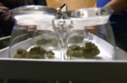 Recreational Marijuana Shops Open Across Colorado