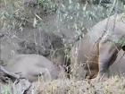 3 Male Lions Eating a Screaming Warthog - Kruger National park