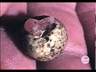 Echidna hatching (1974)