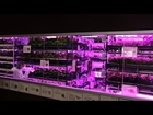 Urban Vegetable Garden System with LED Lighting  #DigInfo