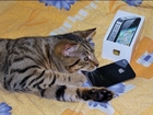 Kitten Love iPhone 4s White & Black