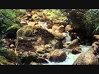 Sounds of Nature Rainforest Music Babbling Brook Theta Isochronic Tones For Deep Relaxation