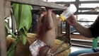 Orangutan Baby Rickina! Cutest animal ever!