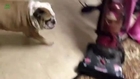 Funny Dogs vs Vacuum Cleaners Compilation