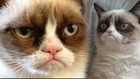Get Ready for Grumpy Cat: The Movie