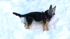 Avalanche Dog Rescue Training in France
