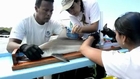 Galapagos sharks tagged with tracking devices to protect them