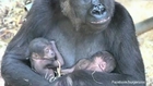 Gorilla Gives Birth to Twin Babies at Netherlands Zoo