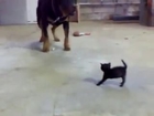 Brave Kitten Stands Up to Dog - so CUTE!