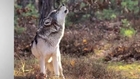 Wolves Howl More When Pack Leader Is Out Of Sight