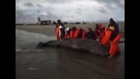 Stranded whale calf is rescued in Baja California Sur