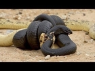 King Cobra vs Python -  Eagle Eat Snake#4  Most Amazing Wild Animal Attacks